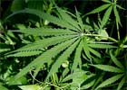 Urugwaj: marihuana będzie legalna?