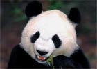 Chiny: panda okradła farmę