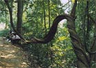 Białowieski Park Narodowy będzie większy