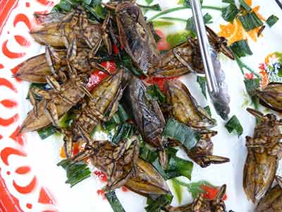 Robaki na Targu Przyjaźni w <a href='miejsce,siem_reap,111.html'>Siem Reap</a> w Kambodży