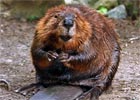 W Kanadzie odkryto największą tamę zbudowaną przez bobry