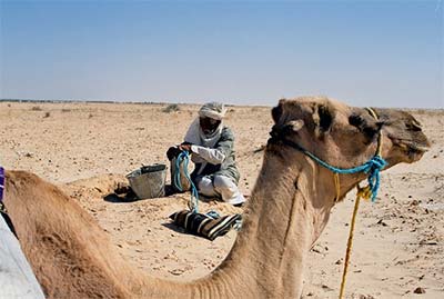 Przygotowywanie posiłku na Saharze.