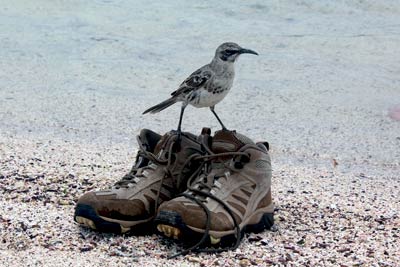 Restrykcyjne zasady zwiedzania Galapagos