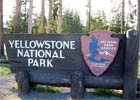 Niedźwiedź śmiertelnie ranił turystę w parku Yellowstone
