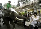 Bangkok: kara grzywny za karmienie słoni