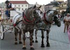 Zakopane: umorzono śledztwo w sprawie konia