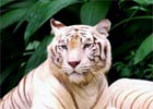 Rzadkie narodziny w Chilijskim ogrodzie zoologicznym