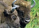 Zderzenie żubra z samochodem w Białowieży