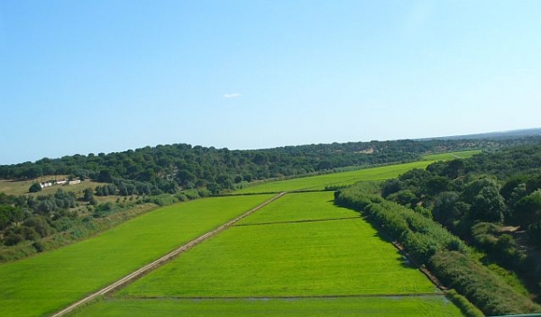Zdjęcie z Portugalii - pole ryżowe