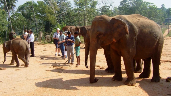 Zdjęcie ze Sri Lanki - 