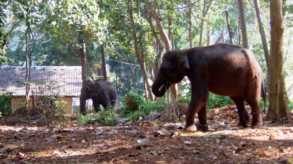 Zdjęcie ze Sri Lanki - 