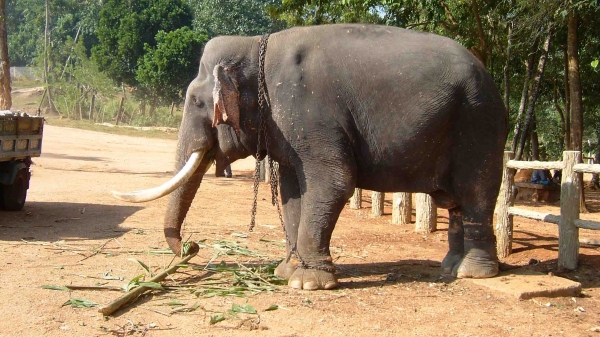 Zdjęcie ze Sri Lanki - 