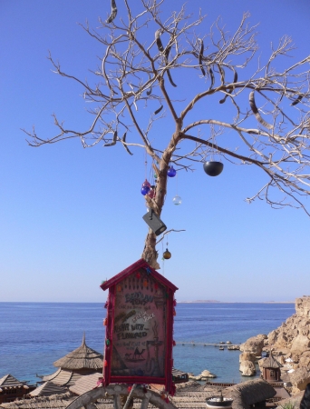 Zdjecie - Egipt - Sharm el Sheikh