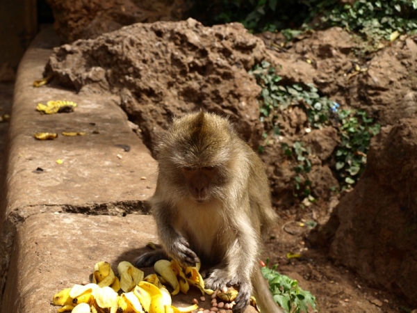 Zdjęcie z Tajlandii - Małpy w Monkey Cave 