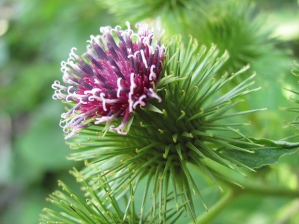 Zdjęcie z Polski - Beskidzka flora.