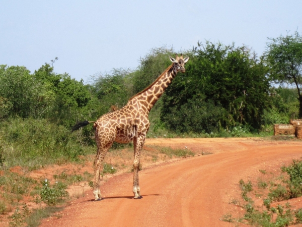 Zdjecie - Kenia - Diani Beach