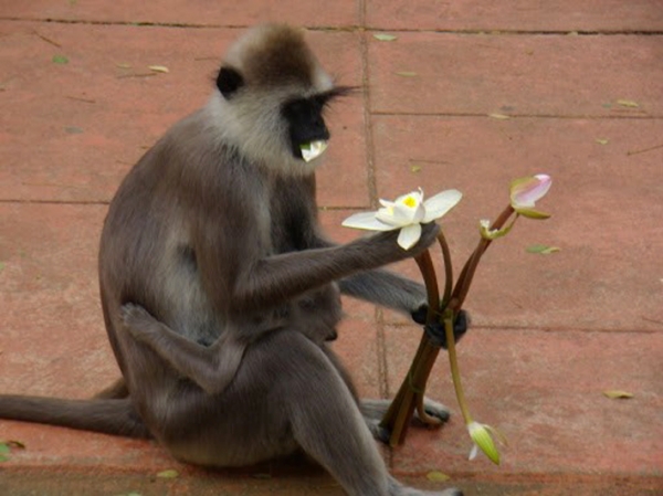 Zdjęcie ze Sri Lanki - mieszkanka anuradhapura