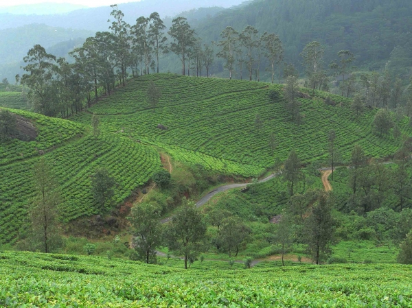 Zdjęcie ze Sri Lanki - herbaciane pola