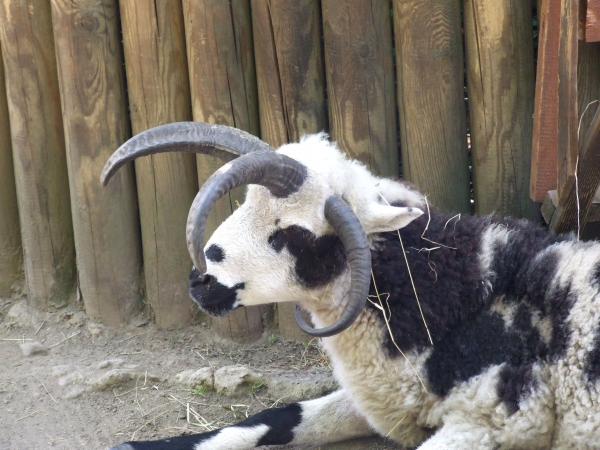 Zdjęcie z Polski - zoo