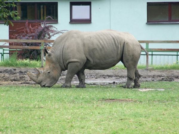 Zdjęcie z Polski - w Zoo