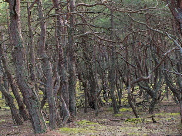 Zdjęcie z Polski - Słowiński Park Narodowy.