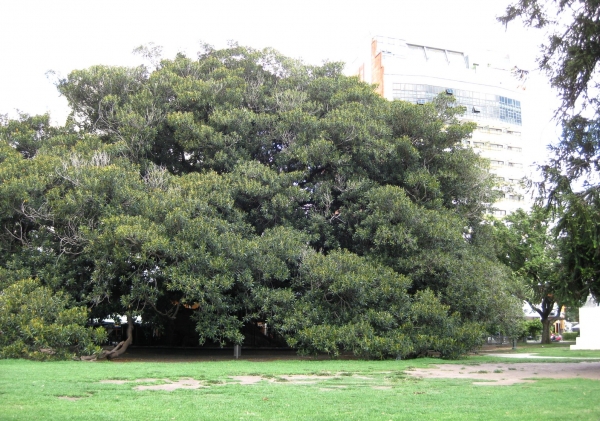 Zdjęcie z Argentyny - Buenos Aires