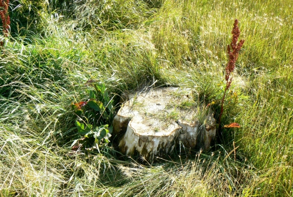 Zdjęcie z Argentyny - Laguna Nimez