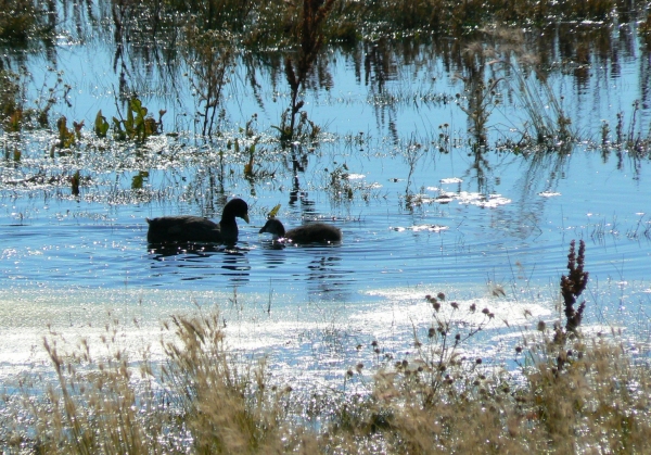 Zdjęcie z Argentyny - Laguna Nimez