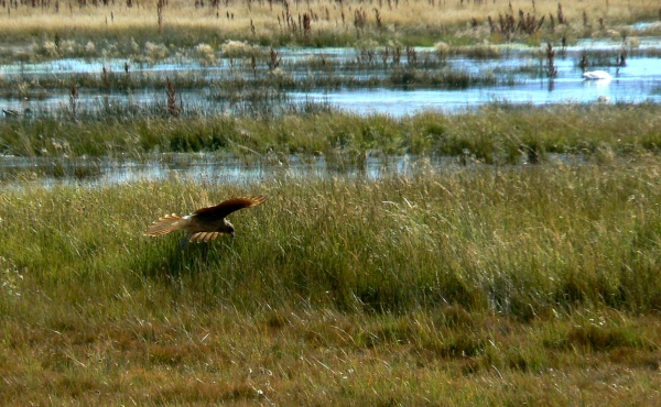 Zdjęcie z Argentyny - Laguna Nimez