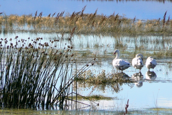 Zdjęcie z Argentyny - Laguna Nimez