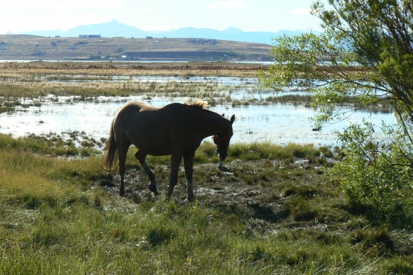 Zdjęcie z Argentyny - Laguna Nimez