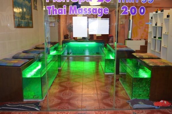 Zdjęcie z Tajlandii - FISH PEDICURE 