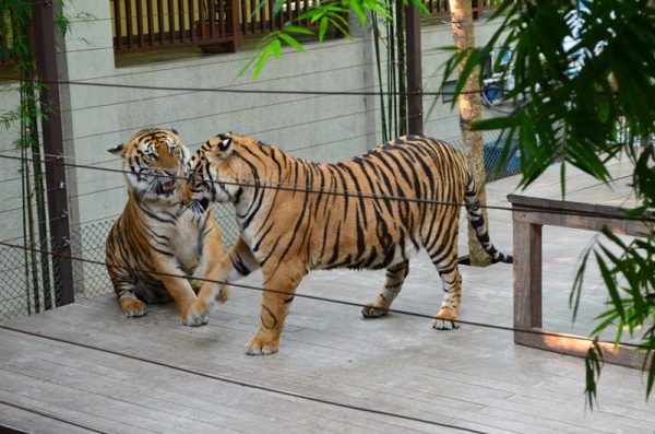 Zdjęcie z Tajlandii - TIGER KINGDOM