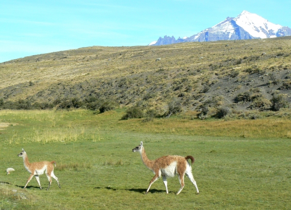 Zdjęcie z Chile - Guanako