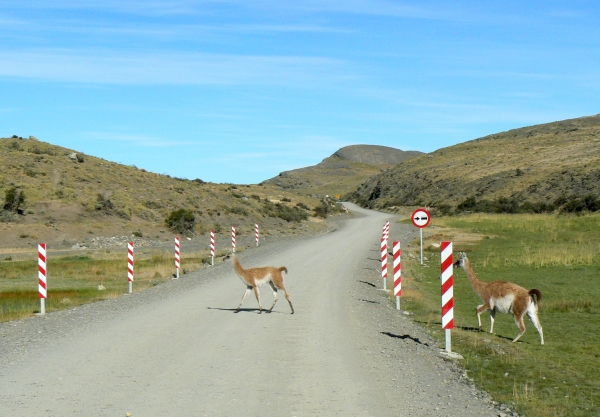 Zdjęcie z Chile - Guanako