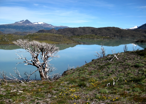 Zdjęcie z Chile - Torres del Paine