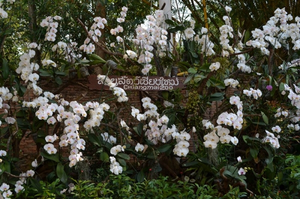 Zdjęcie z Tajlandii - ZOO