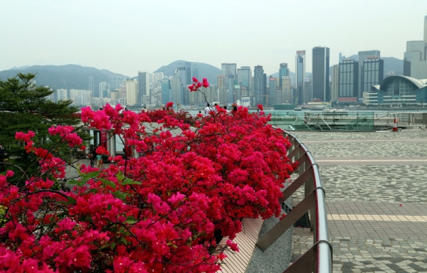Zdjęcie z Chińskiej Republiki Ludowej - HONG KONG