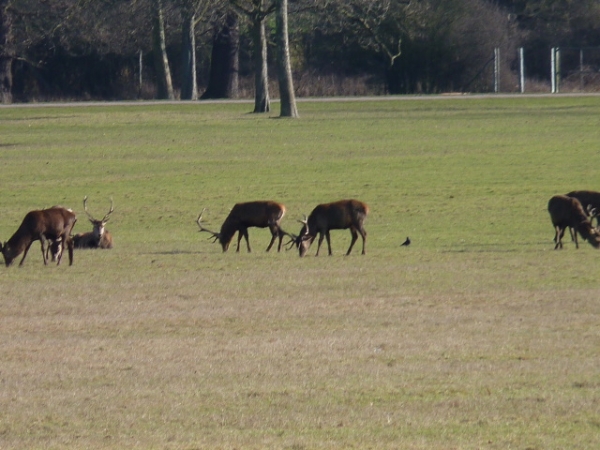 Zdjecie - Wielka Brytania - Windsor, Zamek i Great Windsor Park