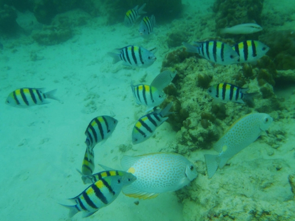 Zdjęcie z Tajlandii - Koh Larn - rafy koralowe