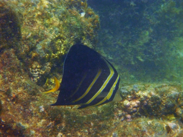 Zdjęcie z Tajlandii - Koh Larn - rafy koralowe