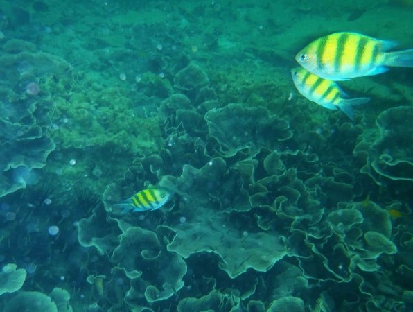 Zdjęcie z Tajlandii - Koh Larn - rafy koralowe