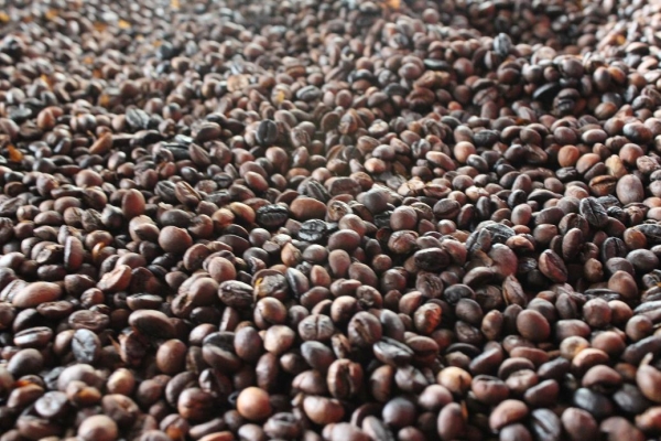 Zdjęcie z Indonezji - kopi luwak-