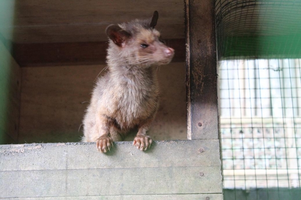 Zdjęcie z Indonezji - Luwak-