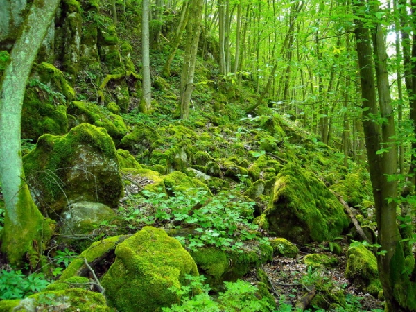 Zdjęcie ze Słowacji - Rez. Przełom Murania.