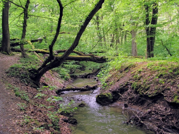 Zdjęcie ze Słowacji - Rez. Jasovske Dubiny.