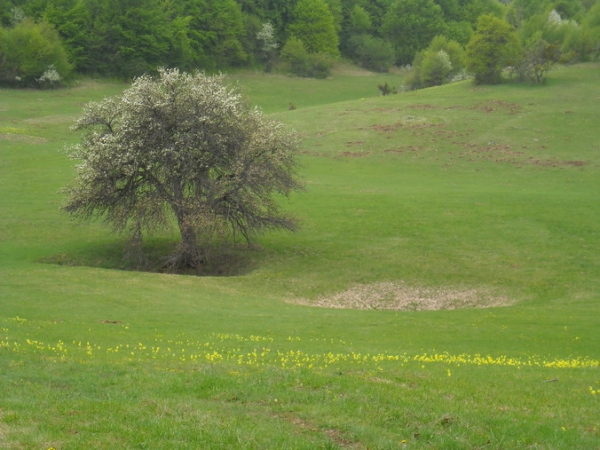 Zdjęcie ze Słowacji - Plesivska Planina.