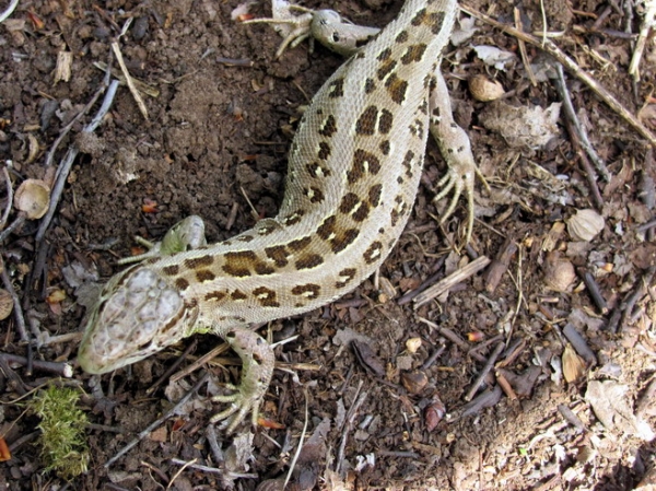 Zdjęcie ze Słowacji - Silicka Planina.