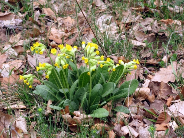 Zdjęcie ze Słowacji - Zadielska Planina.