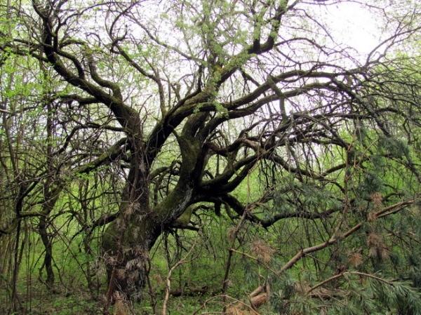 Zdjęcie ze Słowacji - Zadielska Planina.